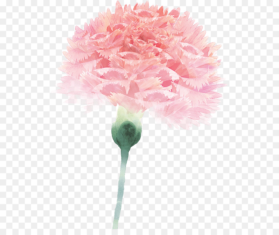 œillet，Fleur PNG