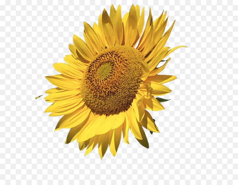 Tournesols Jaunes，Nature PNG