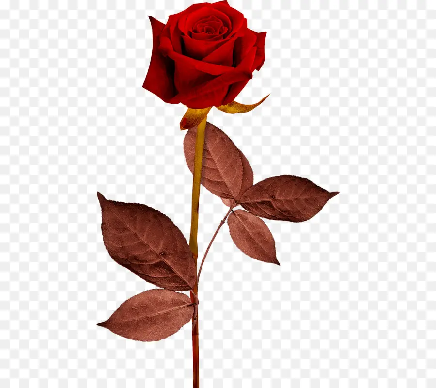 Rose Rouge，Floraison PNG