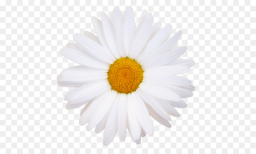 Marguerite，Pétales PNG