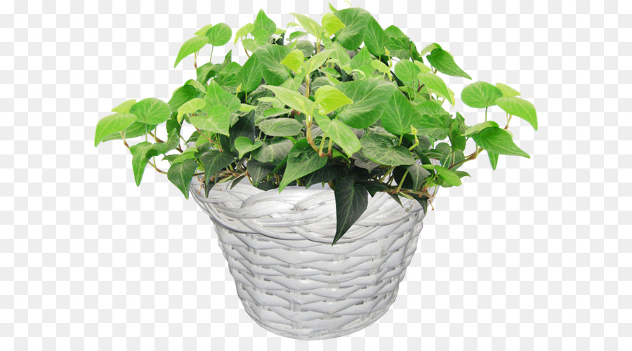 Flowerpot，Arbre PNG