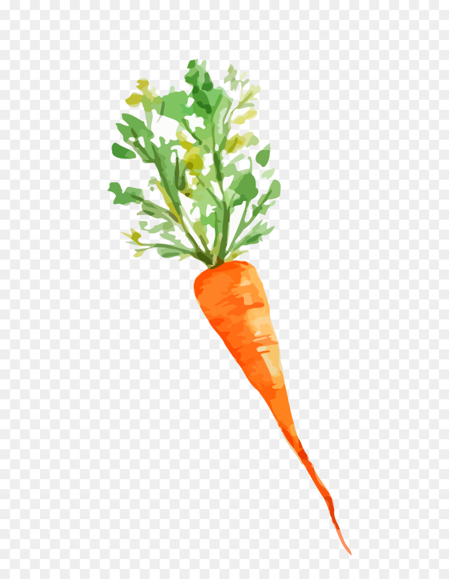 Carottes，Racine PNG