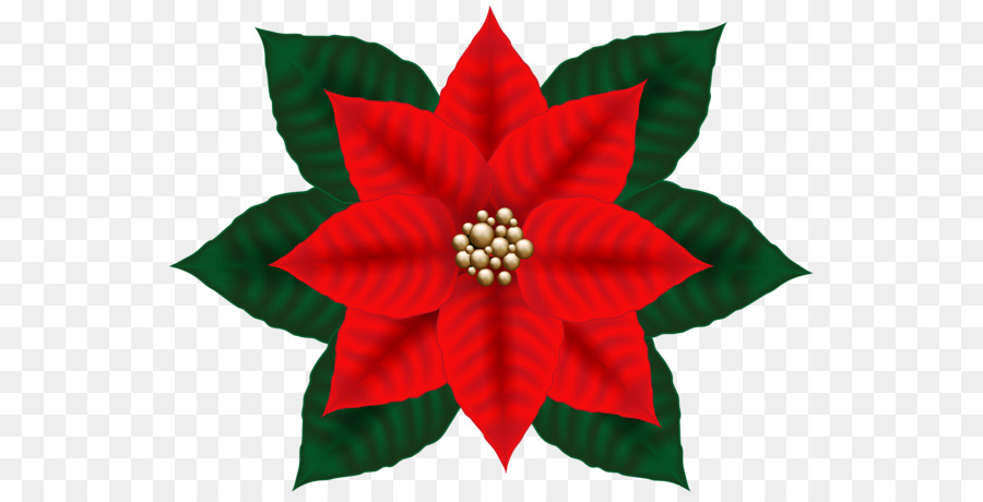 Poinsettia，Rouge PNG