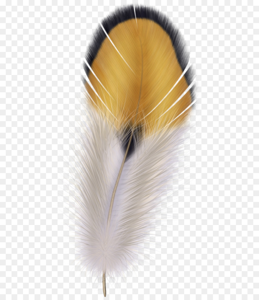 Plume，Oiseau PNG