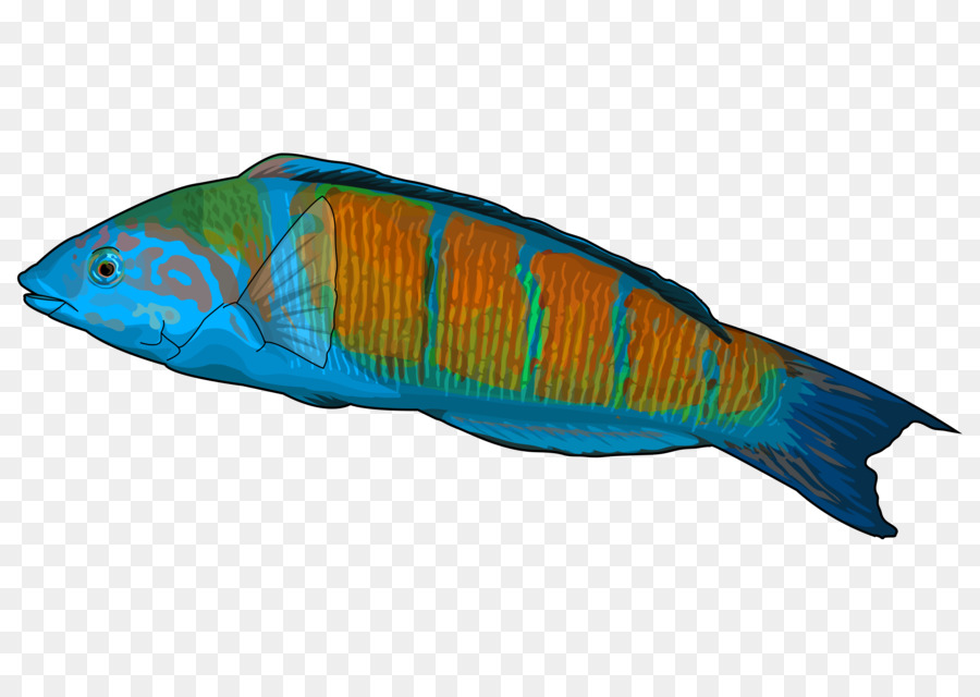 Poisson Coloré，Aquatique PNG