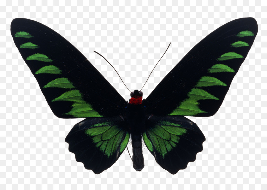 Papillon Vert，Ailes PNG