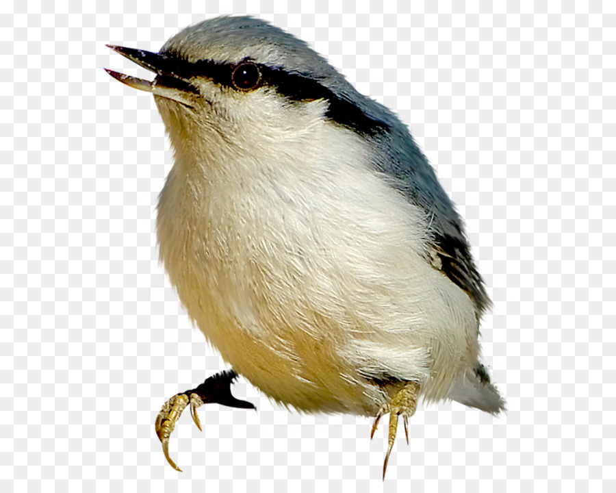 Petit Oiseau，Plumes PNG