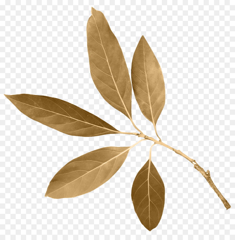 Feuille，Télécharger PNG