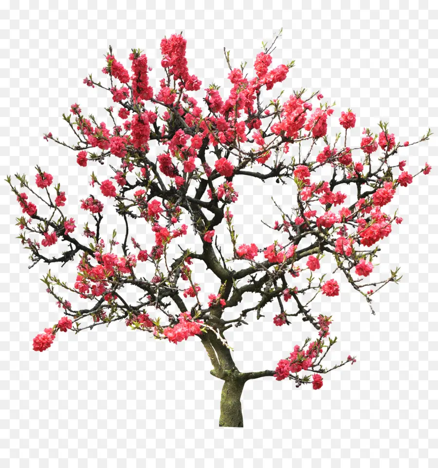 Arbre En Fleurs，Fleurir PNG