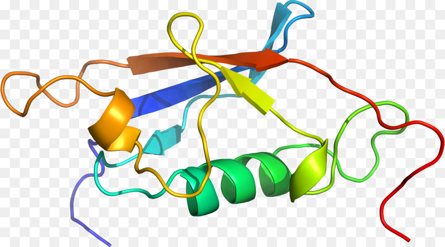 Structure Des Protéines，Biologie PNG