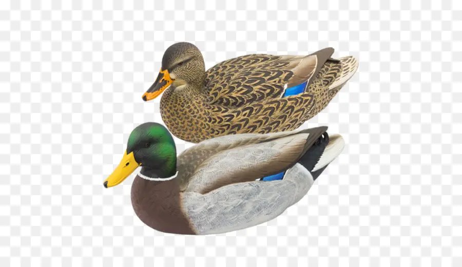 Canards，Sauvagine PNG