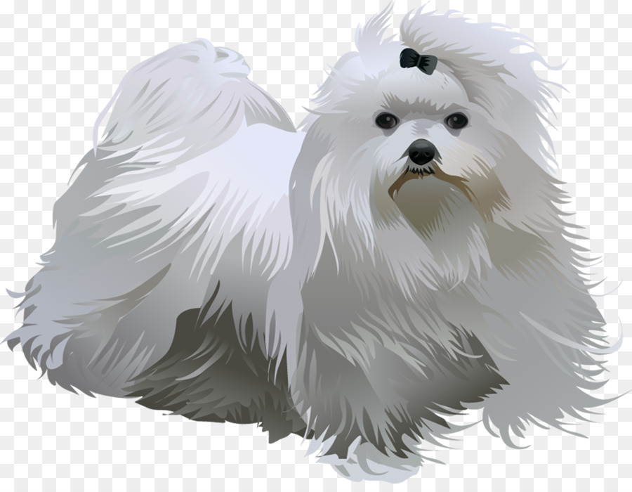 Chien Papillon，Animal De Compagnie PNG