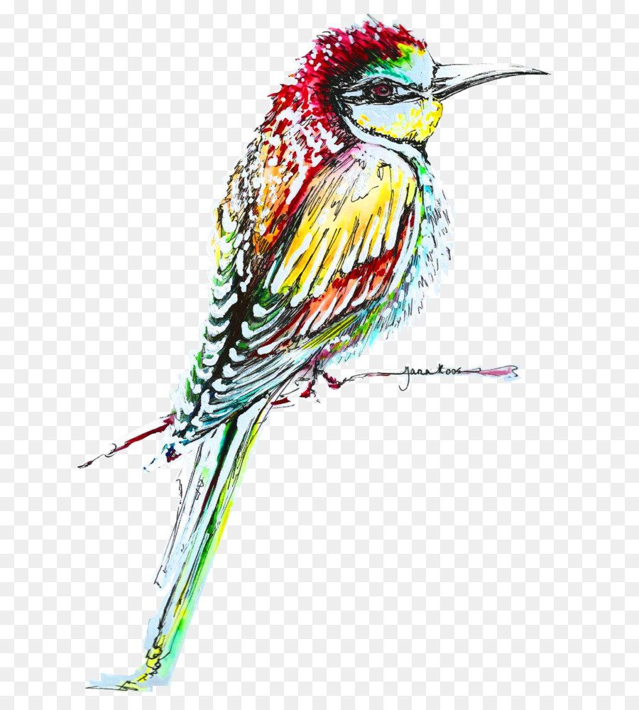 Oiseau，Coloré PNG