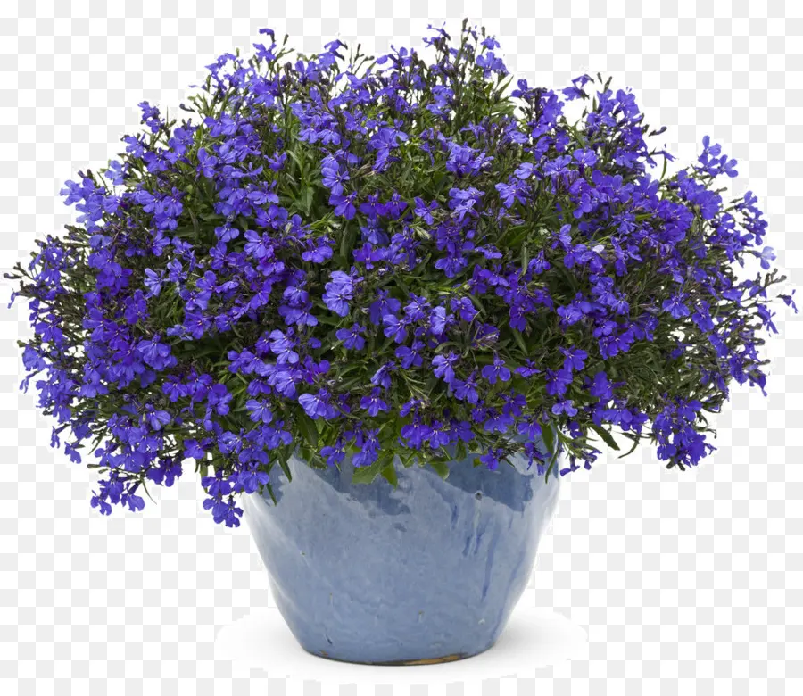 Pot De Fleur，Fleurs Violettes PNG