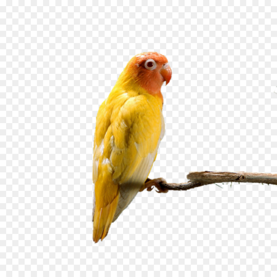 Oiseau Jaune，Perche PNG