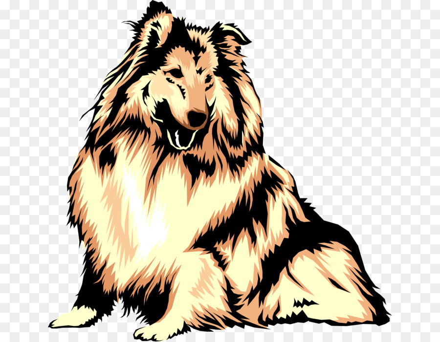 Collie，Chienne Sheltie PNG