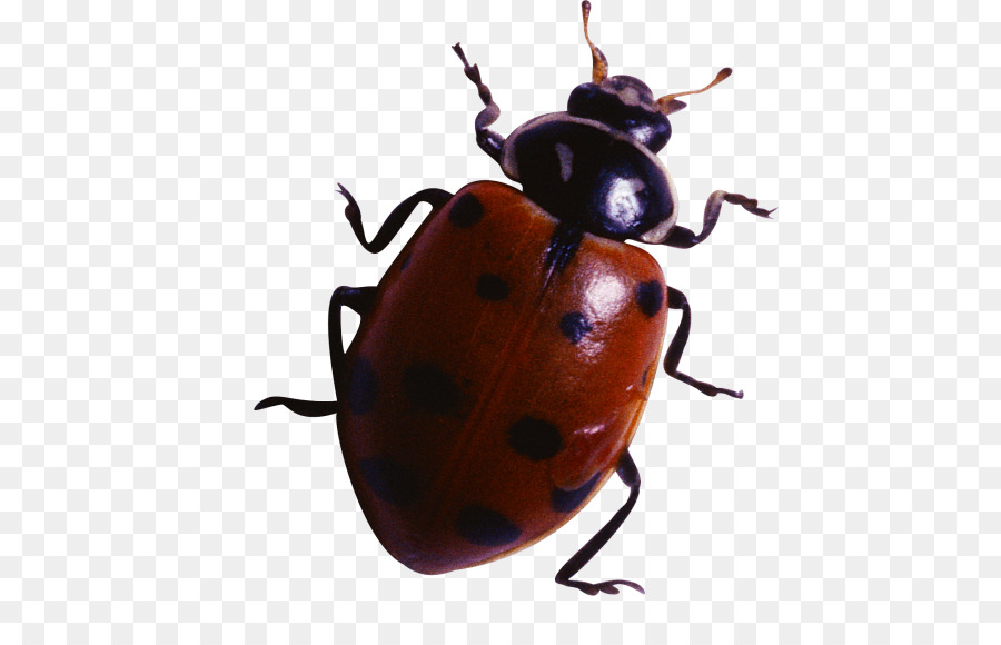 Coccinelle，Scarabée PNG