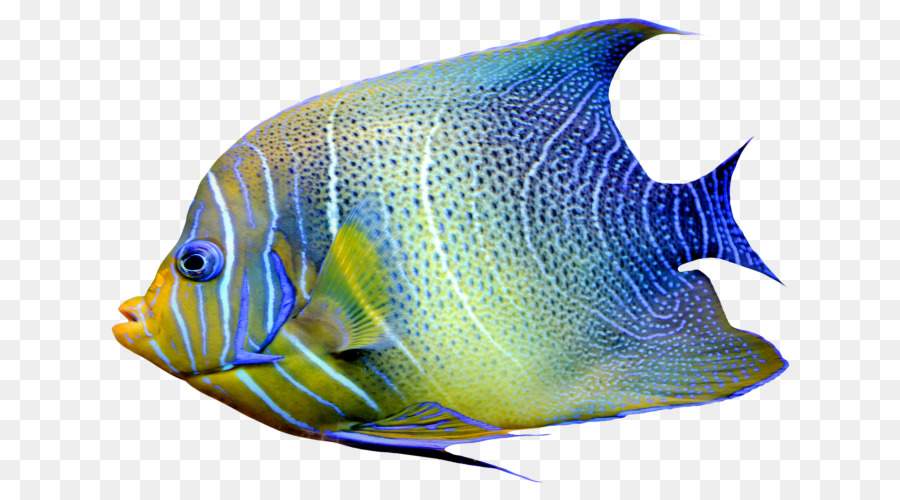 Poisson Rouge，Rayfinned Poissons PNG