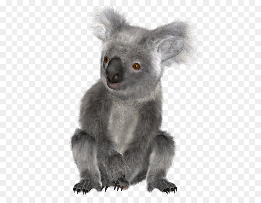 Koala，Ours PNG