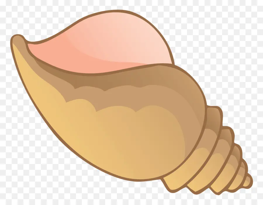 Coquillage，Conque PNG