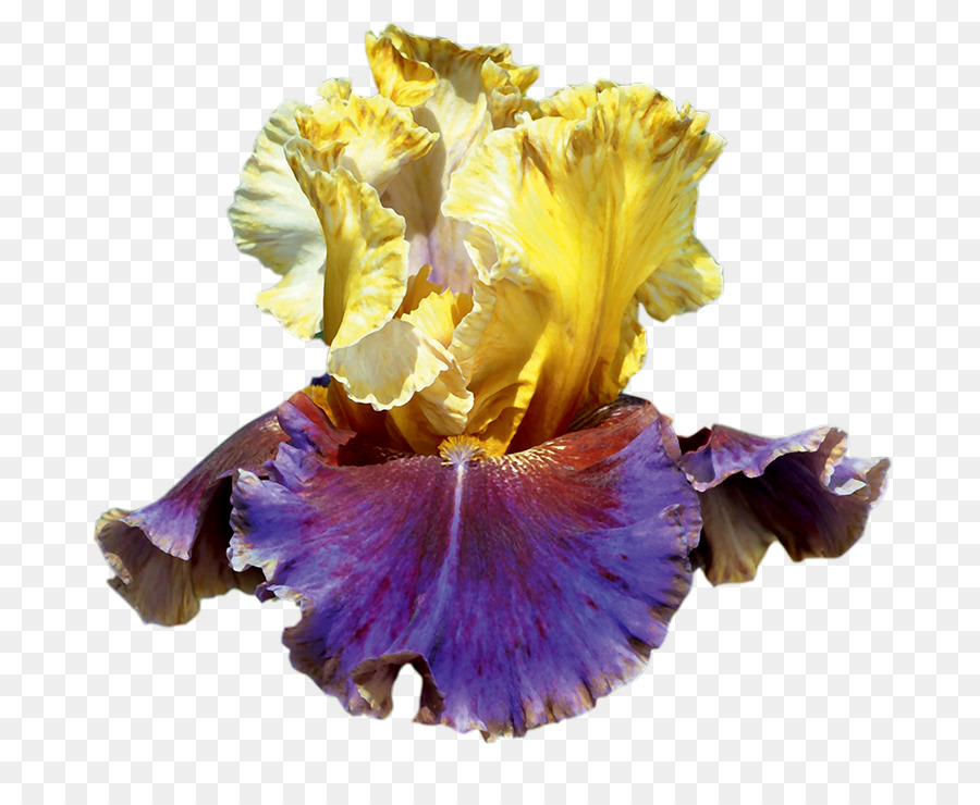Iris，Iris Barbus PNG