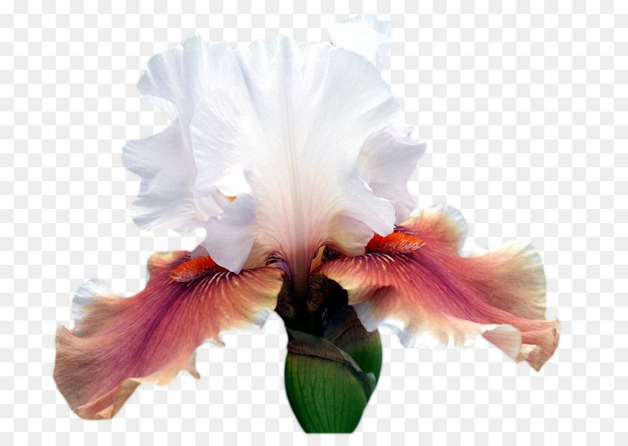 Fleur D'iris，Violet PNG