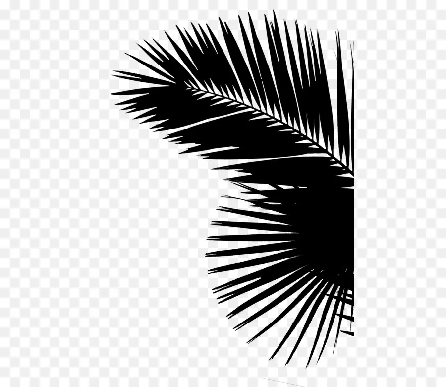 Les Palmiers，Feuille Noir Blanc PNG