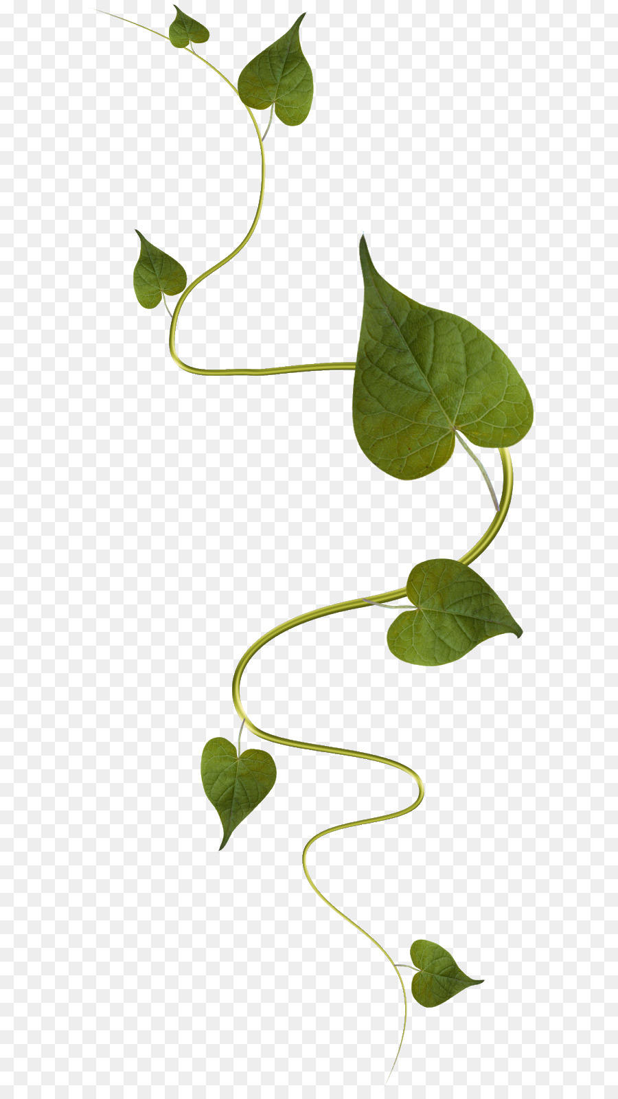 Vigne Verte，Feuilles PNG