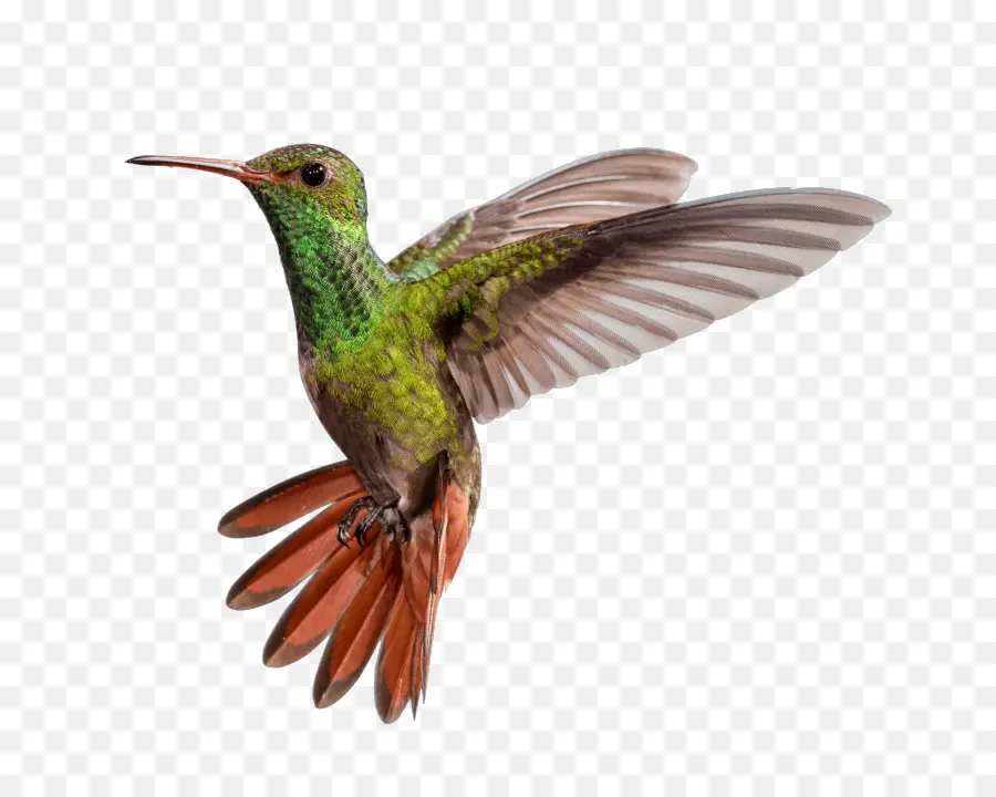 Colibri，Vol PNG