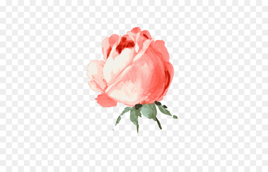 Fleur Rose，Fleurir PNG