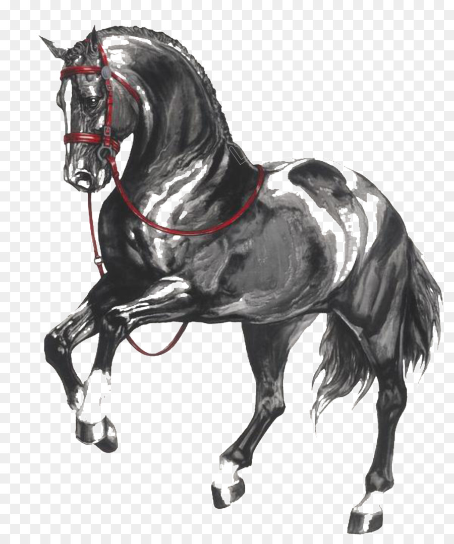 Cheval，Équestre PNG