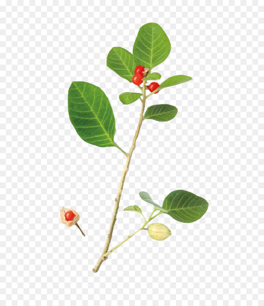 Plante à Fruits Rouges，Feuilles PNG