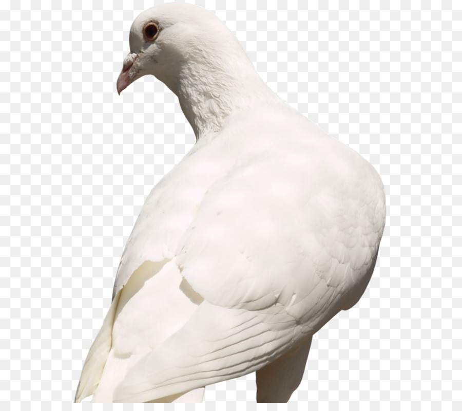 Colombe Blanche，Pigeon PNG