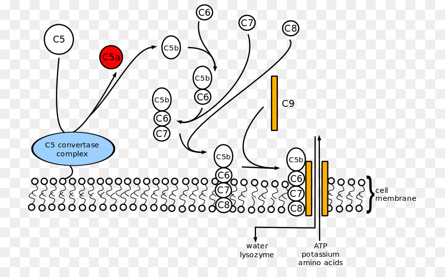En Complément De La Membrane Attaque Complexe，Le Système Du Complément PNG