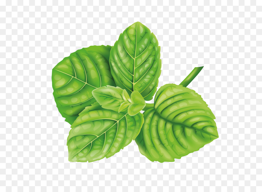 Plante Verte，Feuilles PNG