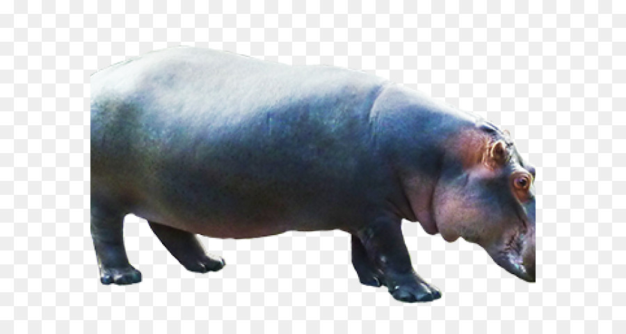 Hippopotame，Faune PNG