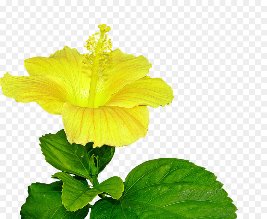 Shoeblackplant，Jaune D'hibiscus PNG