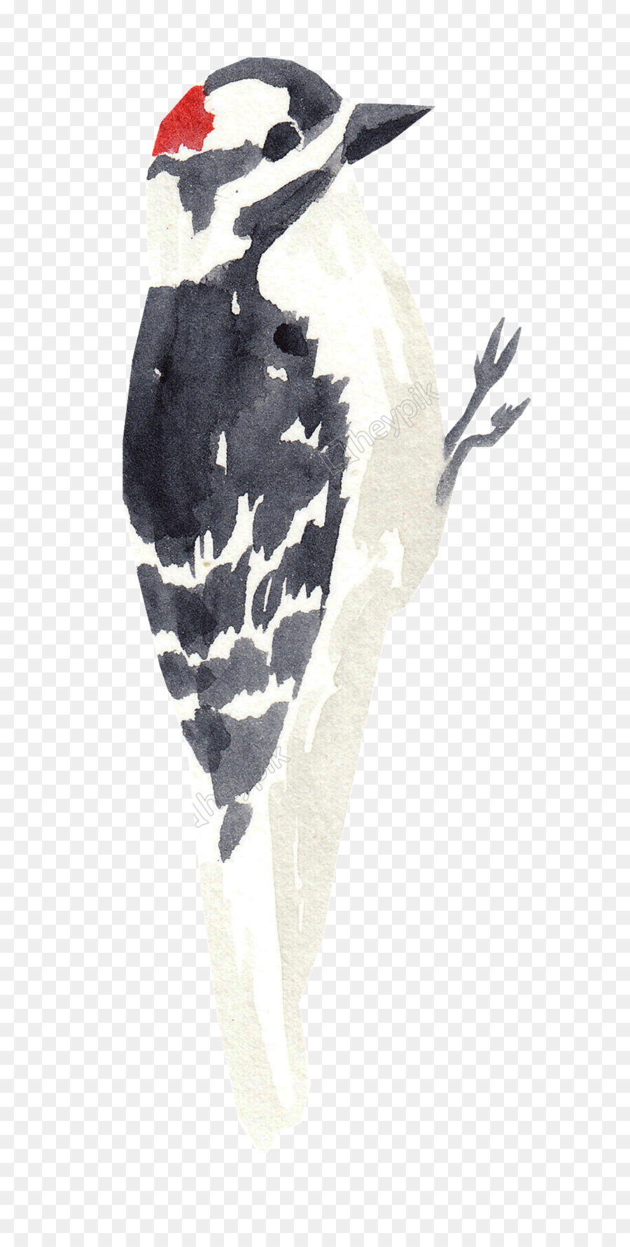 Oiseau，Pivert PNG