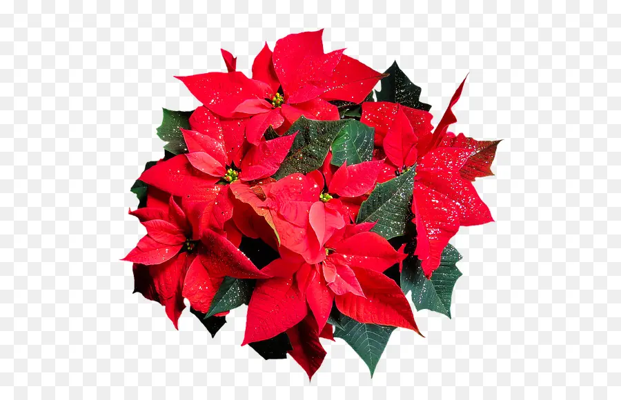 Poinsettia，Noël PNG