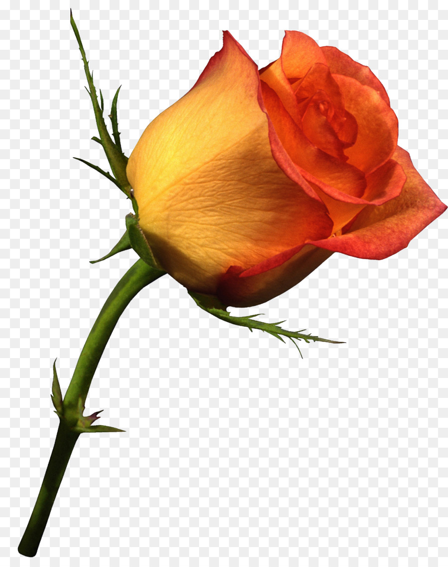 Boutons De Roses，Fleurs PNG