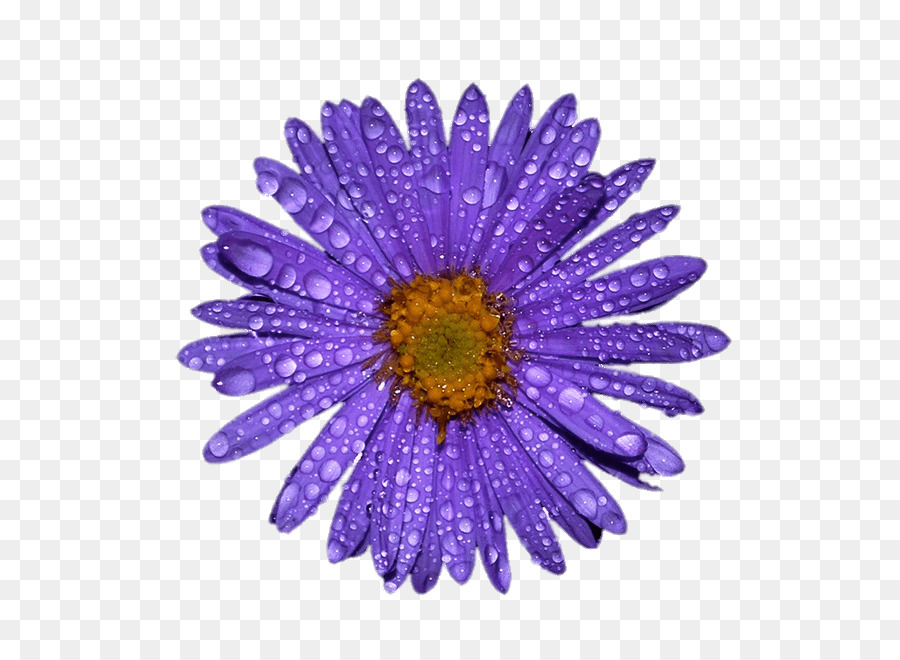 Fleur Violette，Fleurir PNG