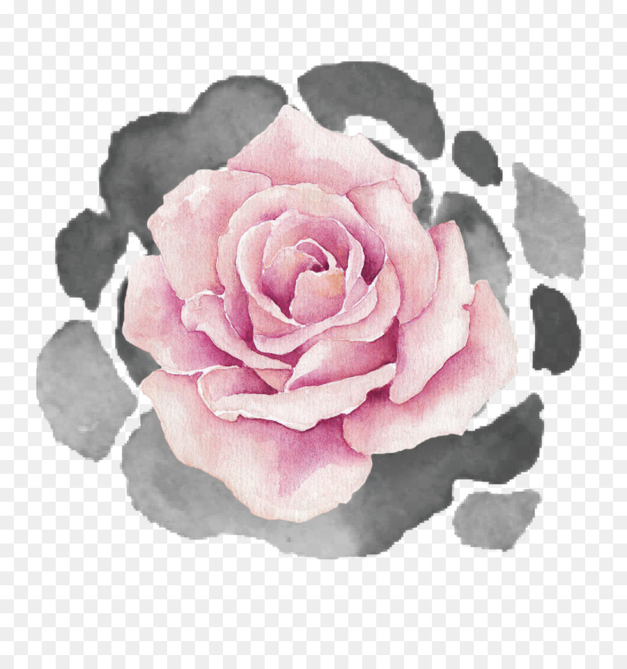 Rose，Floraison PNG