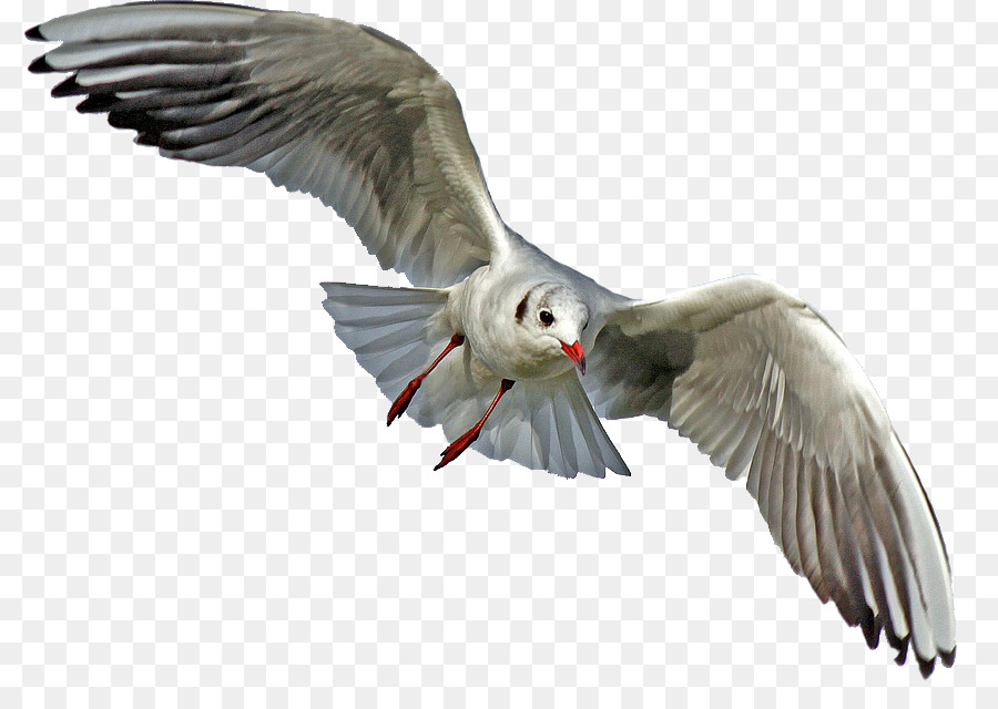 Mouette Volante，Vol PNG