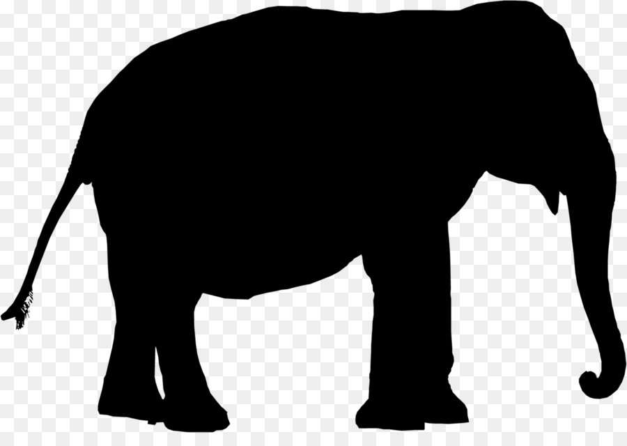 éléphant Indien，L'éléphant D'afrique PNG