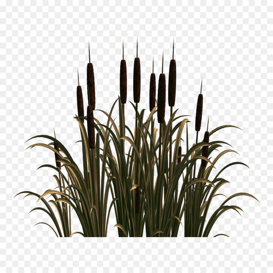 Herbe，Nature PNG