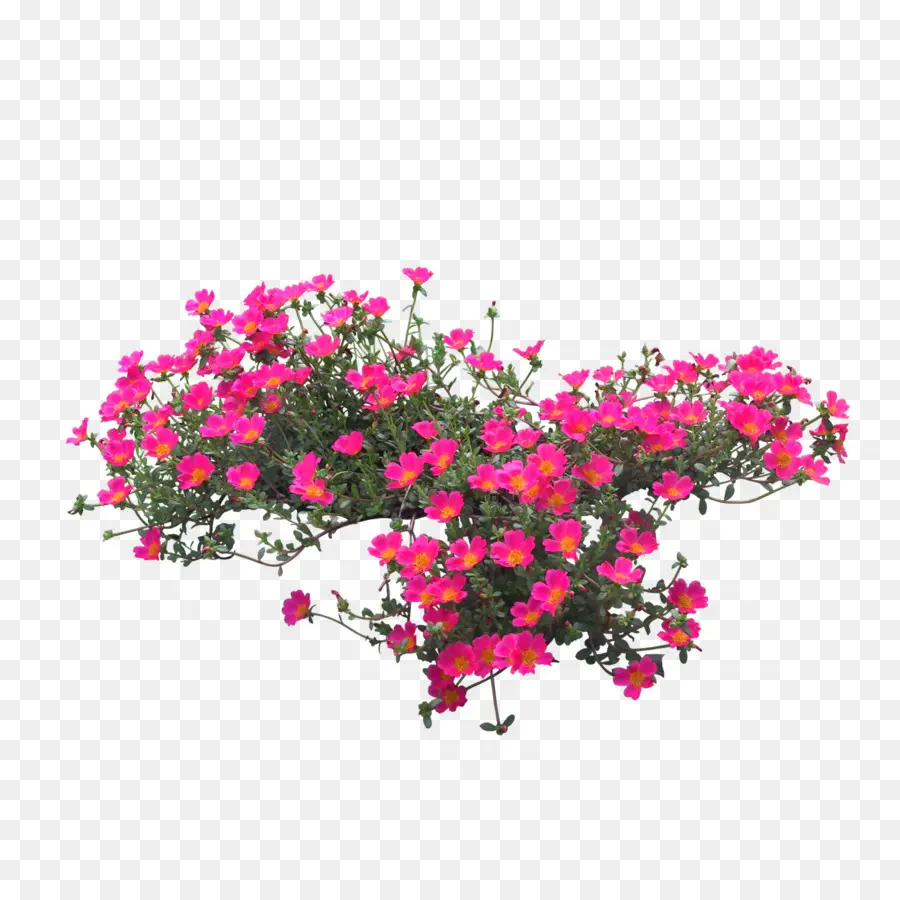 Fleur，Les Plantes PNG