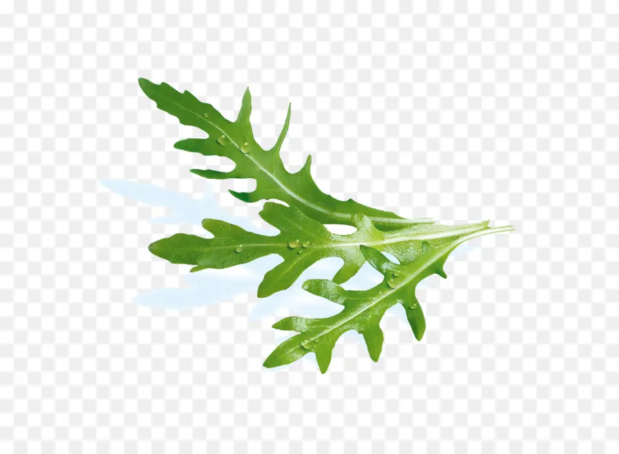 Feuilles Vertes，Feuilles PNG