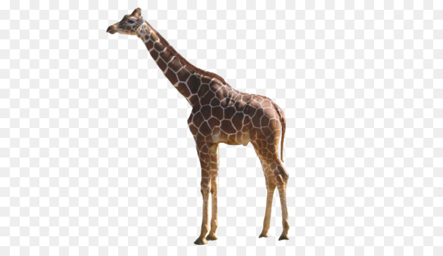 Girafe，Faune PNG