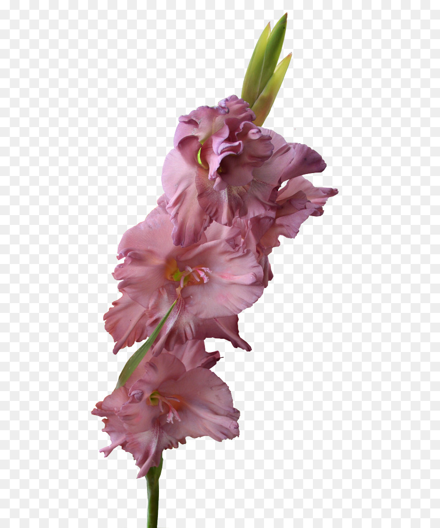 Fleur，Rose PNG