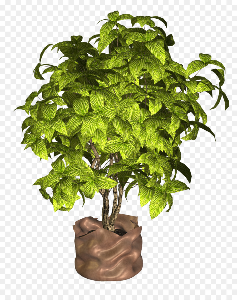 Plante Verte，Feuilles PNG